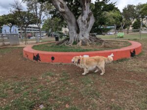 ʻaʻala Park © Rob West on Google Maps