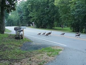 Andy’s Park © Nick Clasen on Google Maps