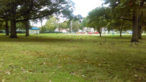 Arsenal Park © Aaron Baxter on Google Maps