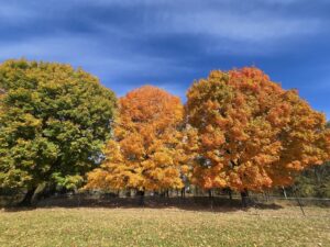 Centennial Park North © Jennifer Ch. on Google Maps