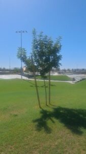 Eastmark Skate Park © Natasha Tomlinson - Arizona Realtor on Google Maps