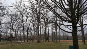 Forest Park Skatepark © Austin M on Google Maps
