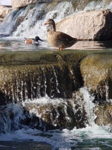 Freestone District Park © Alex Rezabek on Google Maps