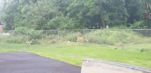Hopatcong Skatepark © Nathan Adams on Google Maps