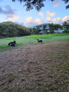 Keolu Hills Skateboard Park © Avery Nakata on Google Maps