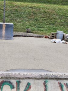 Mckinley Skate Park © Marina Robinson on Google Maps