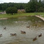 Piedmont Skate Park