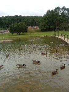 Piedmont Skate Park
