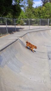 Skate Park | Highland © Shelli Hannah on Google Maps