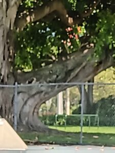 Skate Park At Frost Park © Marilyn on Google Maps