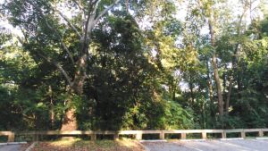 Takoma Park Skatepark © Xaro BM on Google Maps