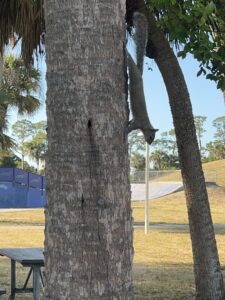 Veterans Park Skate Park © Tere Rguez on Google Maps