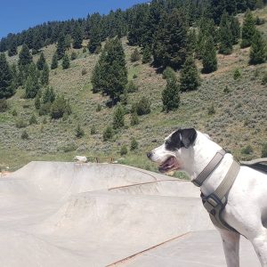 Big Sky Community Skatepark © Kevin Culver on Google Maps
