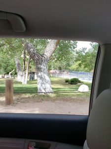 Blue Diamond Skatepark © Joy McIlvaine on Google Maps