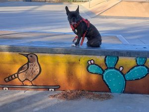 Cactus Wren Park Skatepark © Jessica X on Google Maps