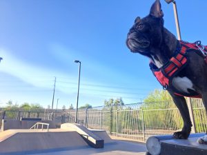 Cactus Wren Park Skatepark © Jessica X on Google Maps