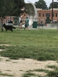 Tobey Skate Park © whitney harvey (whit) on Google Maps